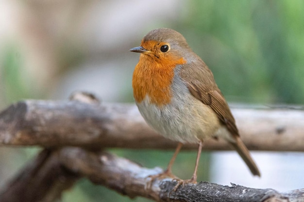 European robin or redbreast Erithacus rubecula Malaga Spain