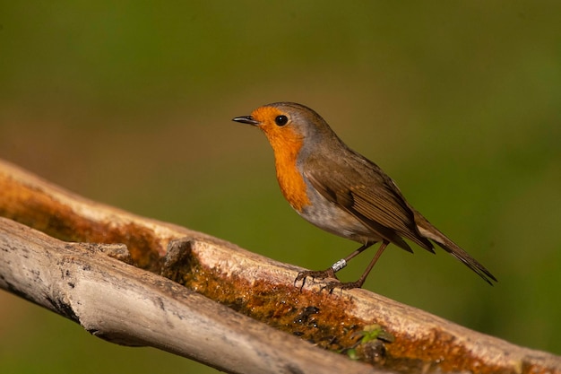 European robin, robin or robin redbreast (Erithacus rubecula) Malaga, Spain