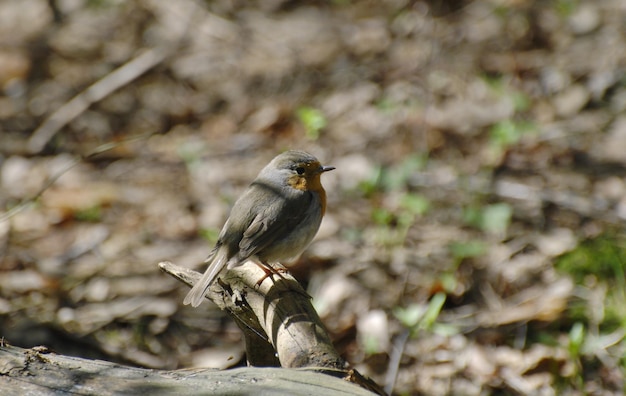 European robin sits on a log Moscow region Russia