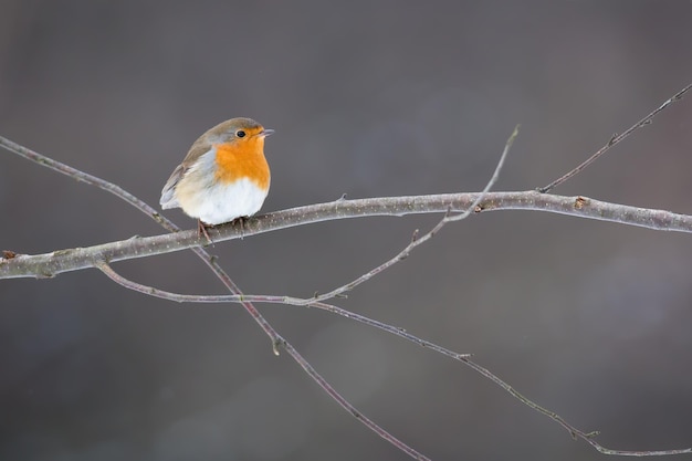 European robin sitting on tree with frost in winter