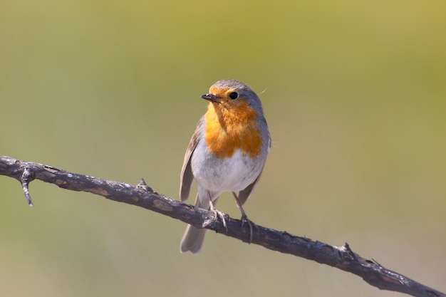 European Robin stands on a burnt log on a blurred  close up photo