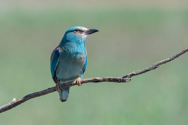 European roller blue roller common roller or roller Coracias garrulus Toledo Spain