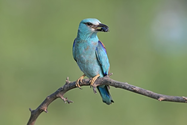 European roller (Coracias garrulus) in close-up with a lizard and a large black beetle in its beak.