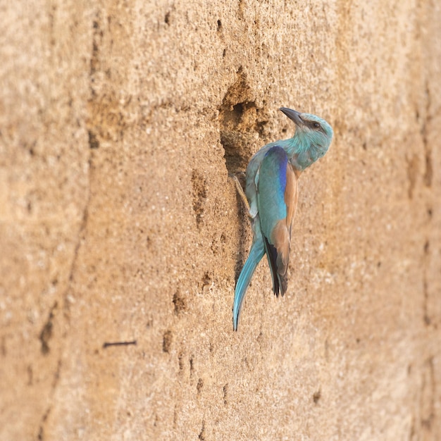 European roller or coracias garrulus sitting next to the nest hole