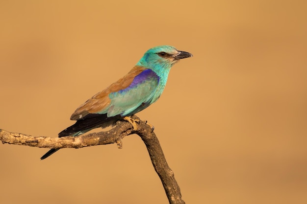 European roller sitting on a branch from side view with blurred background in summer nature