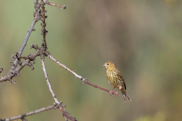 European serin (Serinus serinus) Malaga, Spain