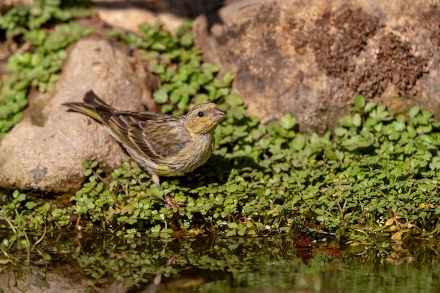 European serin (Serinus serinus) Malaga, Spain