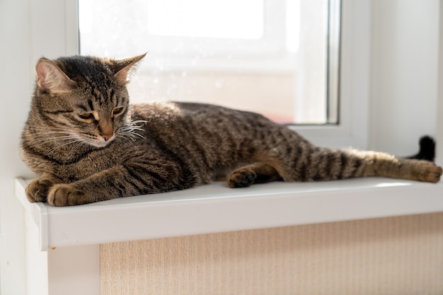 European Shorthair cat lies peacefully on the windowsill