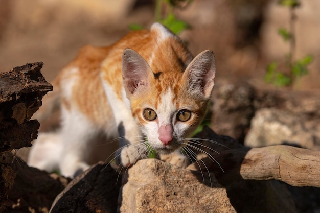 European Shorthair or common domestic cat (Felis Silvestris Catus) Avila, Spain