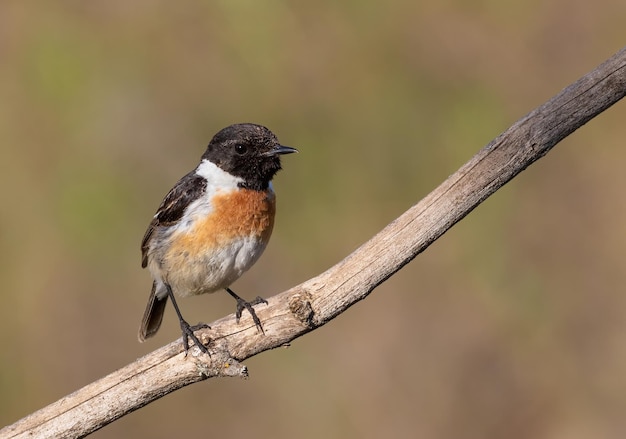 European stonechat Saxicola rubicola The male sits on a dry branch