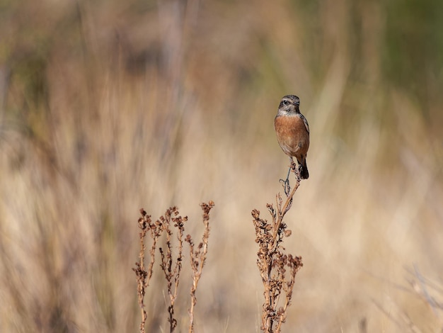 European Stonechat (Saxicola rubicola).