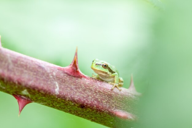 European tree frog