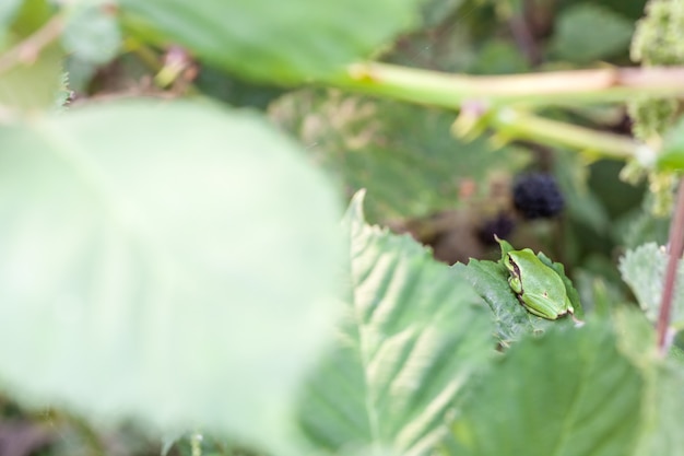 European tree frog