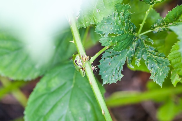 European tree frog