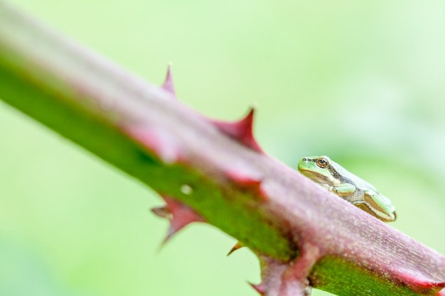 European tree frog