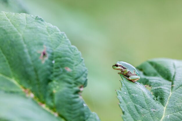 European tree frog