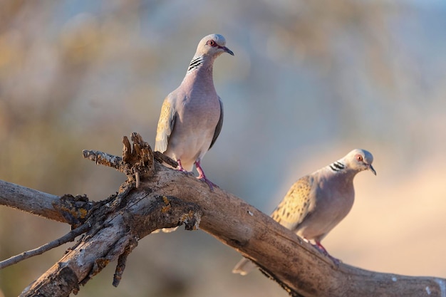 European turtle dove (Streptopelia turtur) Toledo, Spain