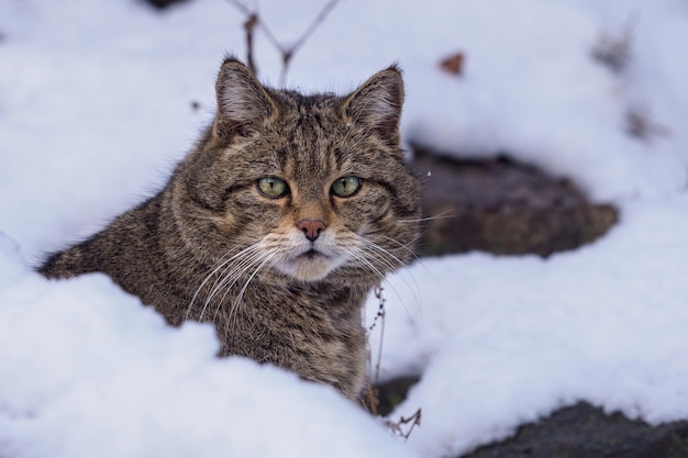 European Wild Cat Felis silvestris