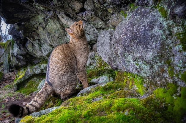 European wildcat in beautiful nature habitat