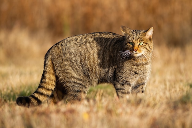 European wildcat, felis silvestris, hunting on the dry field in autumn. Alert wildcat staring and observing the surroundings of the grassy meadow. Tabby cat with beautiful eyes in the wilderness.