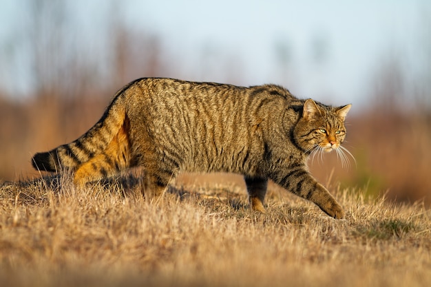 European wildcat, felis silvestris, hunting on dry field in autumn nature. Brown stripped mammal walking on meadow in sunlight. Predator marching on grass in fall.