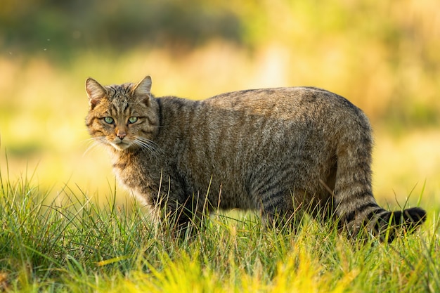 European wildcat standing on grassy meadow