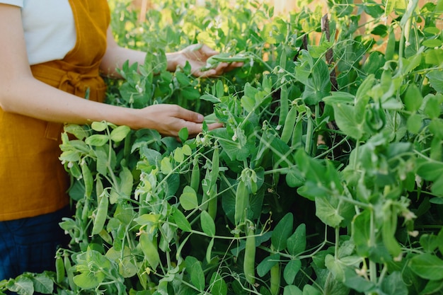 A european woman in an orange apron is harvesting cucumbers and peas in her garden a woman gardener