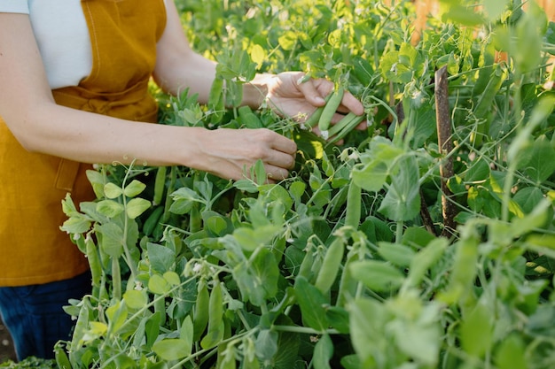 A european woman in an orange apron is harvesting cucumbers and peas in her garden a woman gardener