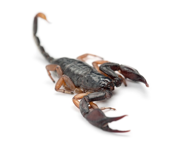 European Yellow-Tailed Scorpion, Euscorpius flavicaudis, against white space