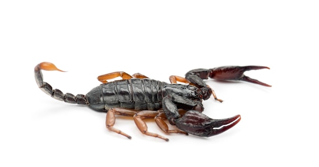 European YellowTailed Scorpion Euscorpius flavicaudis against white background