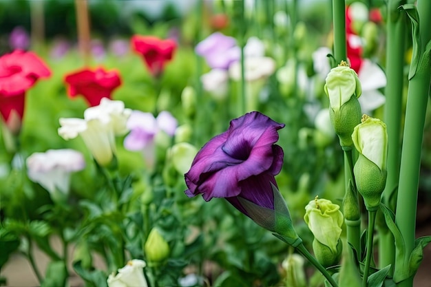 Eustoma blooming in tropical garden surrounded by exotic fruits and flowers