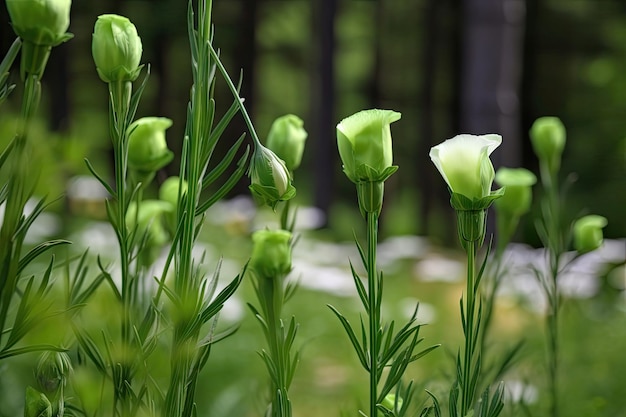 Eustoma floribunda broom eustoma in lush green forest