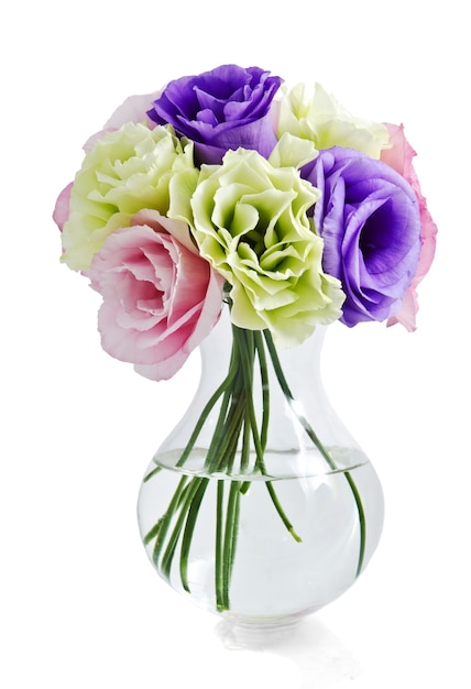 Eustoma flowers on white