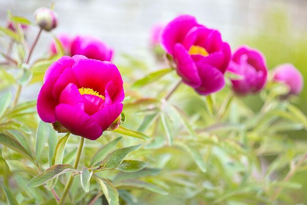 Evasive peony or Mary's root Paeonia anomala Closeup Floral background