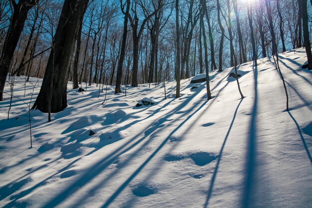 Evening light in the snow between the trees strains in winter period abstract shapes