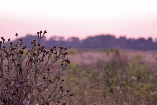 Evening meadow