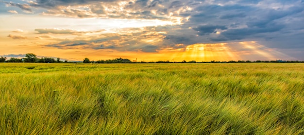 Evening Panorama of a field sown with wheat culture