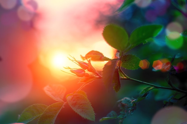 Evening summer landscape rosebuds at sunset Selective focus