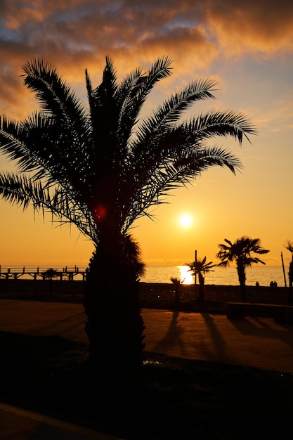 Evening sunset on the embankment of the resort town. A row of silhouettes of palm trees against the background of the burning sky