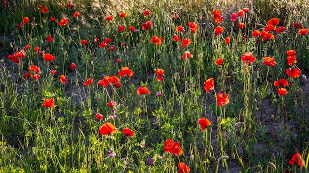 Evening sunshine illuminating a Poppy field in Tuscany