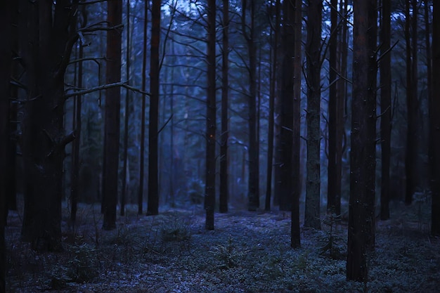 evening in winter forest landscape, view of dark trees mystic