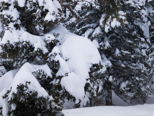 Evergreen forest in snow at the Great Teton national park.