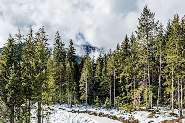 Evergreen forest in winter at the foot of the mountains with cloudy sky