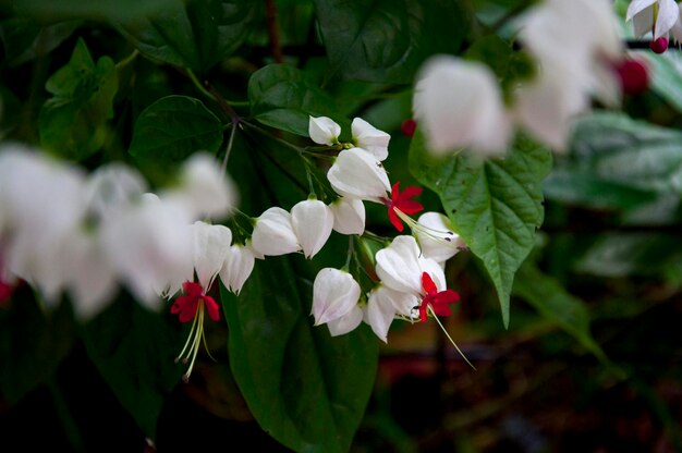 Evergreen halfvine shrub plant bead bloom flowers