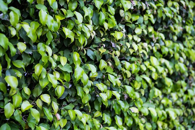 Evergreen hedge plants surface Natural wall plants background