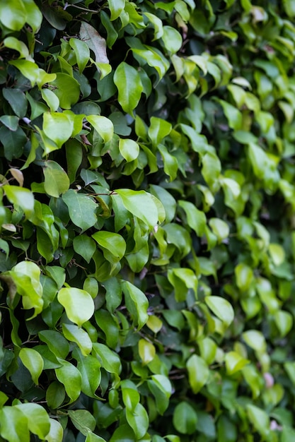 Evergreen hedge plants surface Natural wall plants background