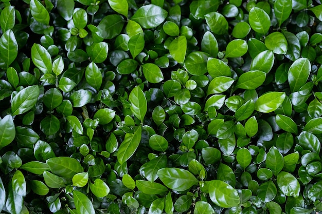 Evergreen hedge plants surface Natural wall plants background