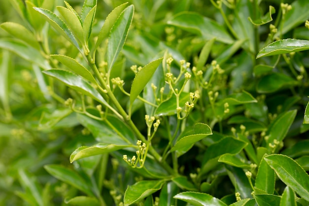 The evergreen Japanese spindle tree Euonymus japonica is used for hedges