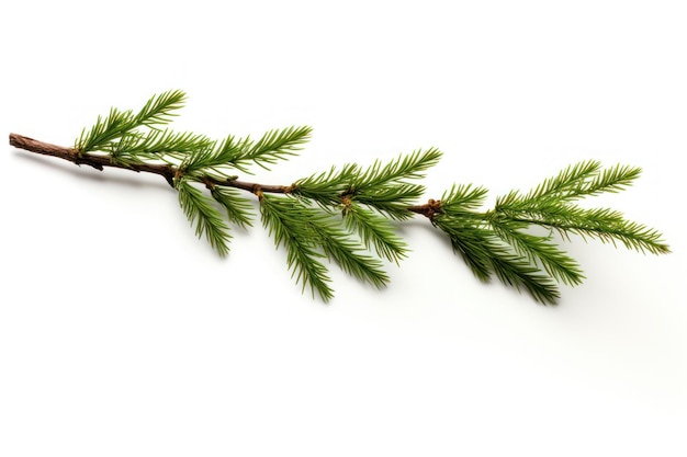 Evergreen pine branch isolated white