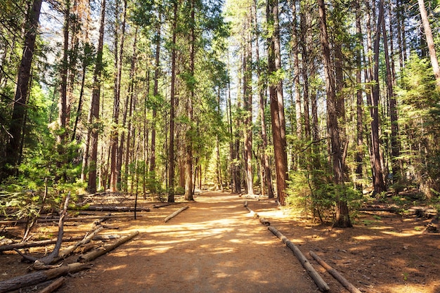 Evergreen pine forest at Yosemite National Park